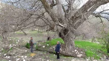 Malatya'da 270 Yıllık Ceviz Ağacı