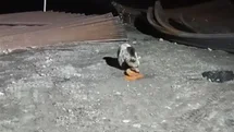 Bayburt'ta Ayı ve Köpekler Karşılaşması