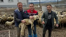Aydıntepe'de Küçükbaş Hayvan Tespitleri Devam Ediyor
