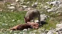Tunceli Munzur Dağları'nda Yaban Hayatı Görüntüleri