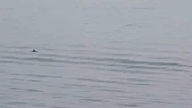 Tekirdağ'da Yunusların Görsel Şöleni