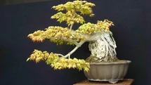Kocaeli'de Bonsai Sanatı Sergisi
