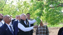 Iğdır'da Kayısı Bahçeleri Don Zararına Uğradı