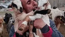 Fenomen Çobanın Oğlak Sevgisi Erzurum'da Ilgı Çekti