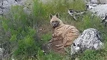 Gölbaşı'nda Nesli Tükenmekte Olan Sırtlan Görüntülendi