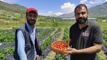 Batman'da Çilek Hasadı Başladı