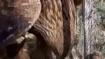 Iğdır'da Tedavi Edilen Kaya Kartalı Doğaya Salındı