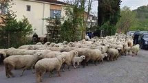 Ordu'da Koyunların Yayla Yolculuğu