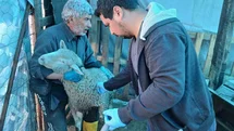 Emet’te küçükbaş hayvanlara yönelik aşılama ve kimliklendirme çalışmaları