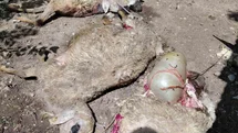 Darende'de Kurtlar Ağıla Girdi