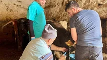 İhsaniye'de Şap Hastalığına Karşı Çalışmalar