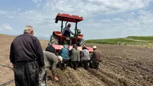 Kahta'da Tütün Üretim Sezonu Açıldı