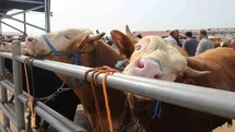 Çorum'da Kurban Bayramı Hazırlıkları Başladı