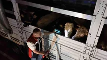 İstanbul'da Kurban Bayramı Hazırlıkları Başladı