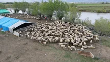 Erzincan'da Afgan Çobanlar Göreve Başladı