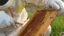 Siirt’te Arıcılık Sezonu Başladı
