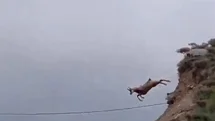 Şamuanın uzun atlayışı kameralara yansıdı