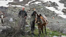 Şırnak'ta Pancar Toplama Faaliyeti
