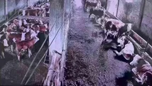İnsanların hissetmediği depremi inekler hissetti