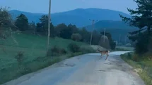 Karaca sürüsü köy yolunda görüntülendi