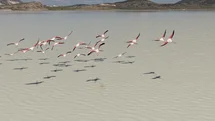 Burdur'da Flamingolar Yeniden Geri Döndü