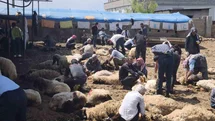 Şırnak’ta göçerler yüzlerce koyunu imece usulü kırkıyor