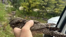 Sinop'ta Yaralı Kuşun Tedavisi Başladı