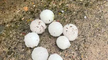 Kayseri'de Dolu Yağışı Ağaçlara Zarar Verdi