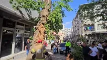 Bursa'da Ağaç Devrildi, Motosiklet Sürücüsü Yaralandı