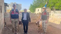 Kilis'te Kaybolan Koyunlar Bulundu