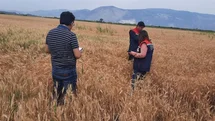 Söke'de Hububat Tarlalarında Denetim Yapıldı