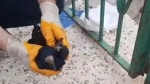 Bayburt'ta Karga Kurtarma Operasyonu