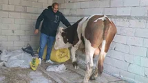Diyadin'de Besicilik Geçim Kaynağı Oluyor