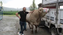 Çorum'da 1,2 Tonluk Kurbanlık Hayvan Satışta