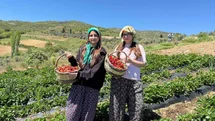 Salihli'de Gençler Çilek Hasadı Yaptı