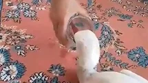 Yaralı Leyleğe Sahip Çıktı