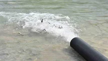 Sinop’ta 2 Bin Mersin Balığı Denize Salındı