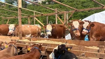 Kurban Pazarı'nda Pazarlık Rüzgarı Esti