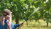 Araban'da Antepfıstığı Üreticileri Mücadeleye Geçti