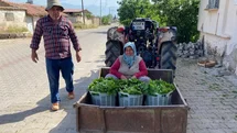 Manisa'da Asma Yaprağı Sezonu Başladı