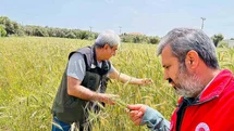 Menteşe’de ekipler sahada hastalık ve süne denetiminde