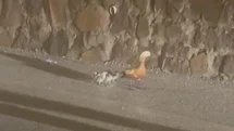 Çankırı'da Selden Etkilenen Ördekler Koruma Altında