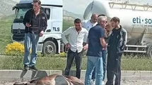 Beypazarı'nda Geyik Kazası