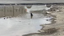 Iğdır'da Karganın Eğlenceli Banyosu