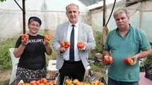Aydın'da Domates Hasadı Coşkusu