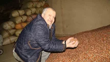 Giresun'da Fındık Fiyatları Düşüşte