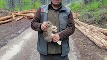 Bolu’da Yavru Tavşan Kurtarıldı