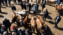 Ağrı'da Kurban Pazarı Hareketlendi