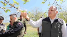 Aydın'da Kestane Zararlısına Karşı Mücadele