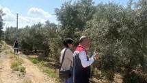 Didim’de zeytin verim tespit çalışmaları başladı